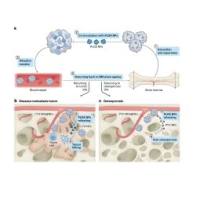 葡聚糖(DEX)-PLGA共聚物包载胰岛素