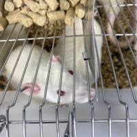 冻伤(CI)大鼠模型