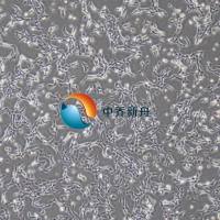 小鼠肝窦内皮细胞