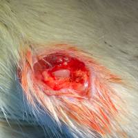 关节炎动物模型