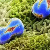 扫描电镜检测实验