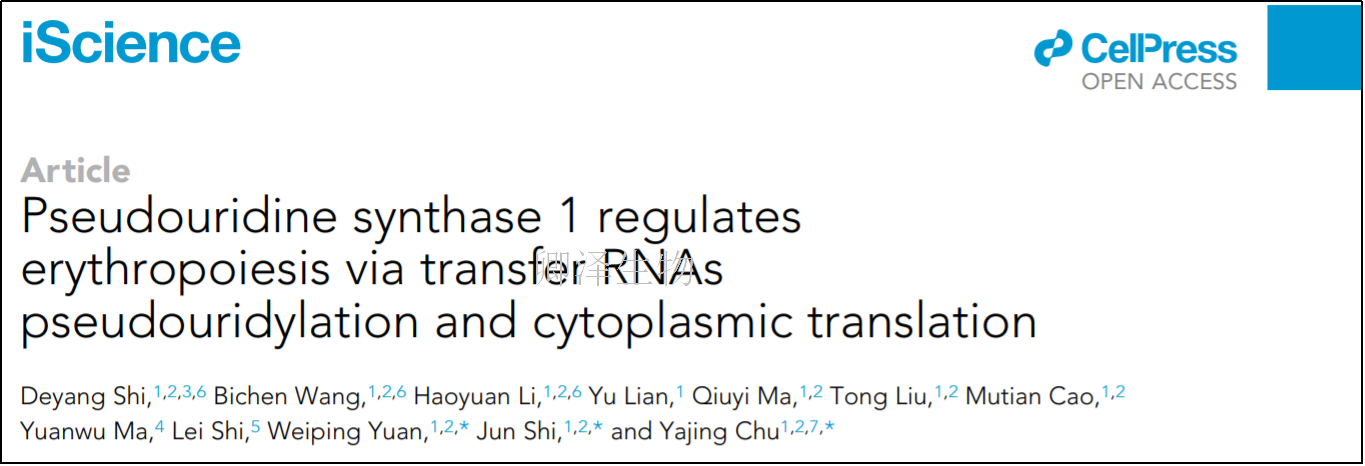 客户文章 | 翻译组学技术助力揭示假尿嘧啶化参与体内红细胞生成的关键作用