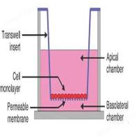 Transwell实验