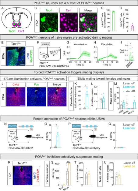 Cell  |  控制性行为发生的关键神经环路