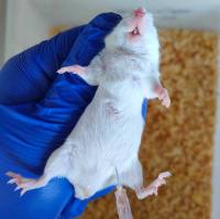 肝纤维化动物模型