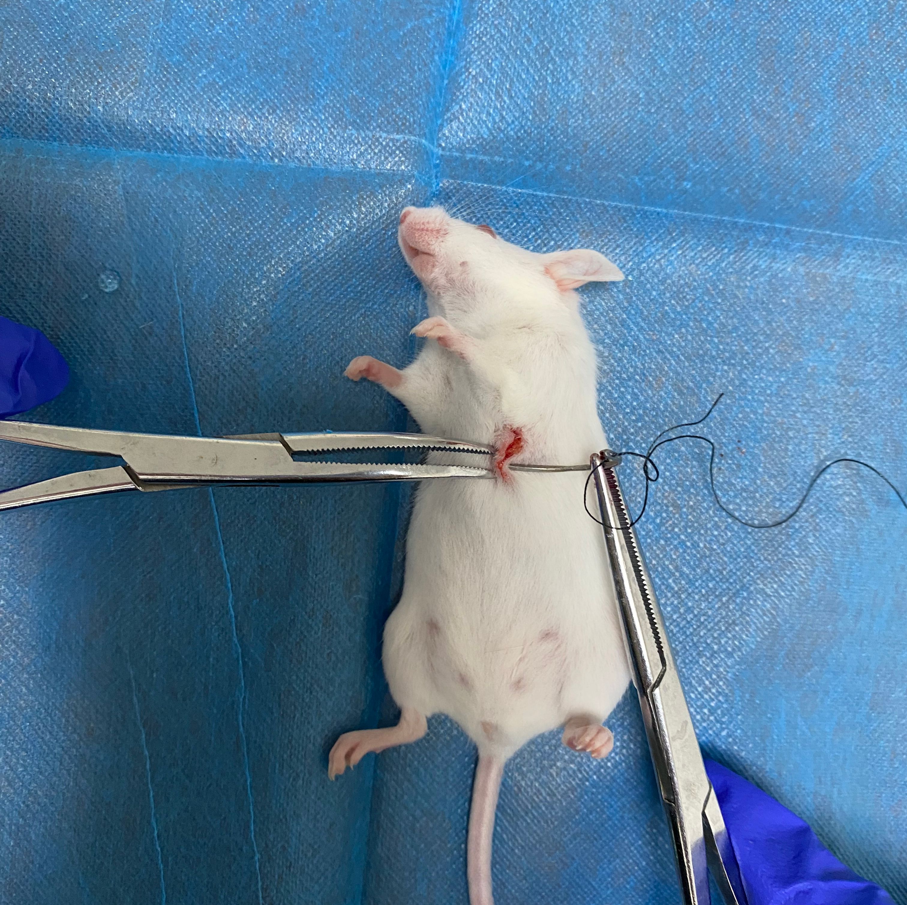 原位瘤移植动物模型