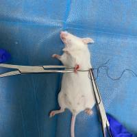 原位瘤移植动物模型