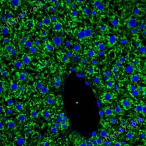 激光共聚焦服务