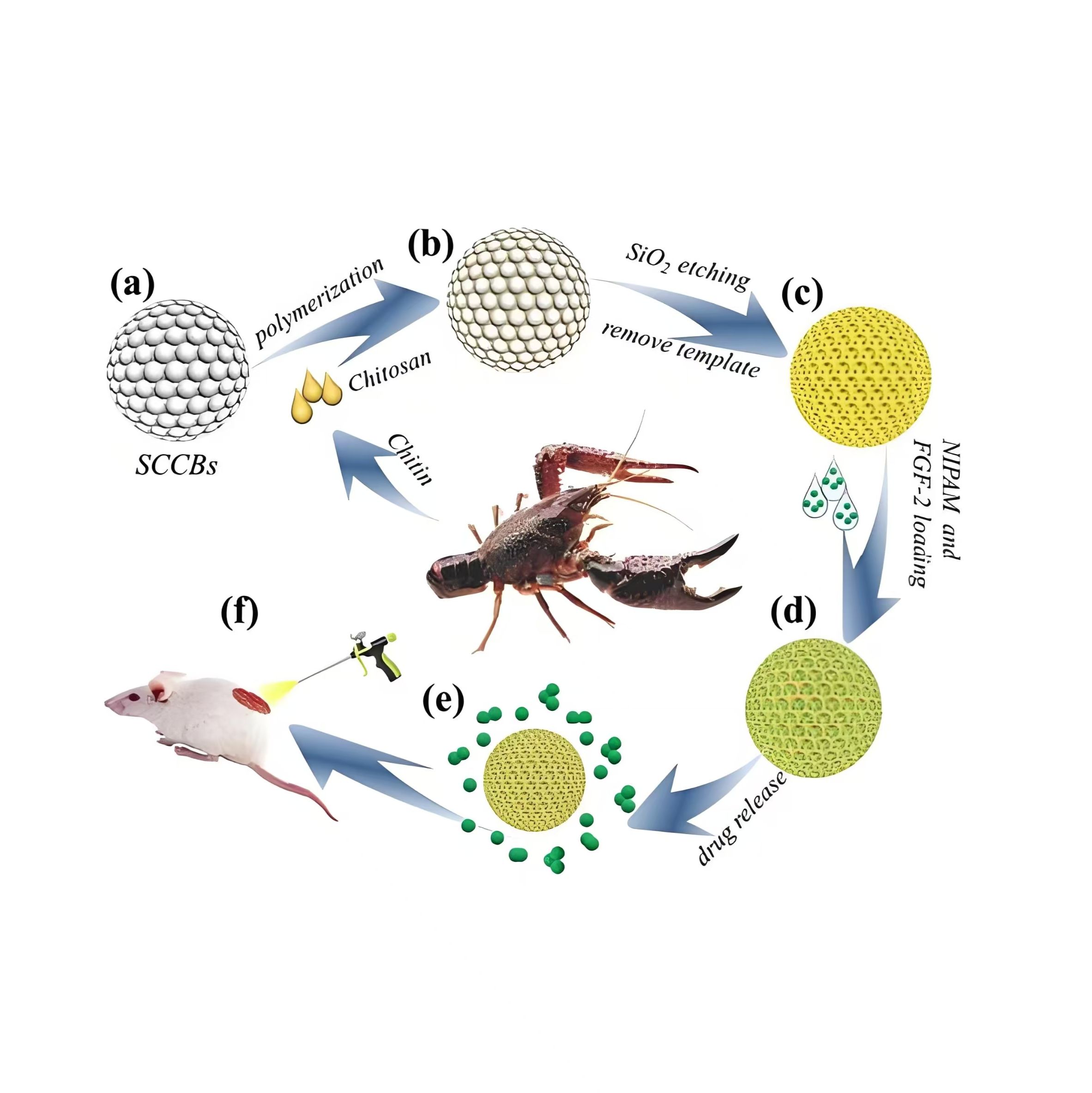 胰岛素和L-精氨酸-氯 化 锌与二氧化硅纳米粒交联形成复合物