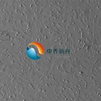 小鼠胰腺星状细胞