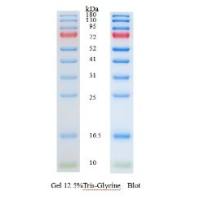 蛋白预染marker 10-180 kDa
