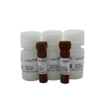 双荧光素报告基因检测试剂盒