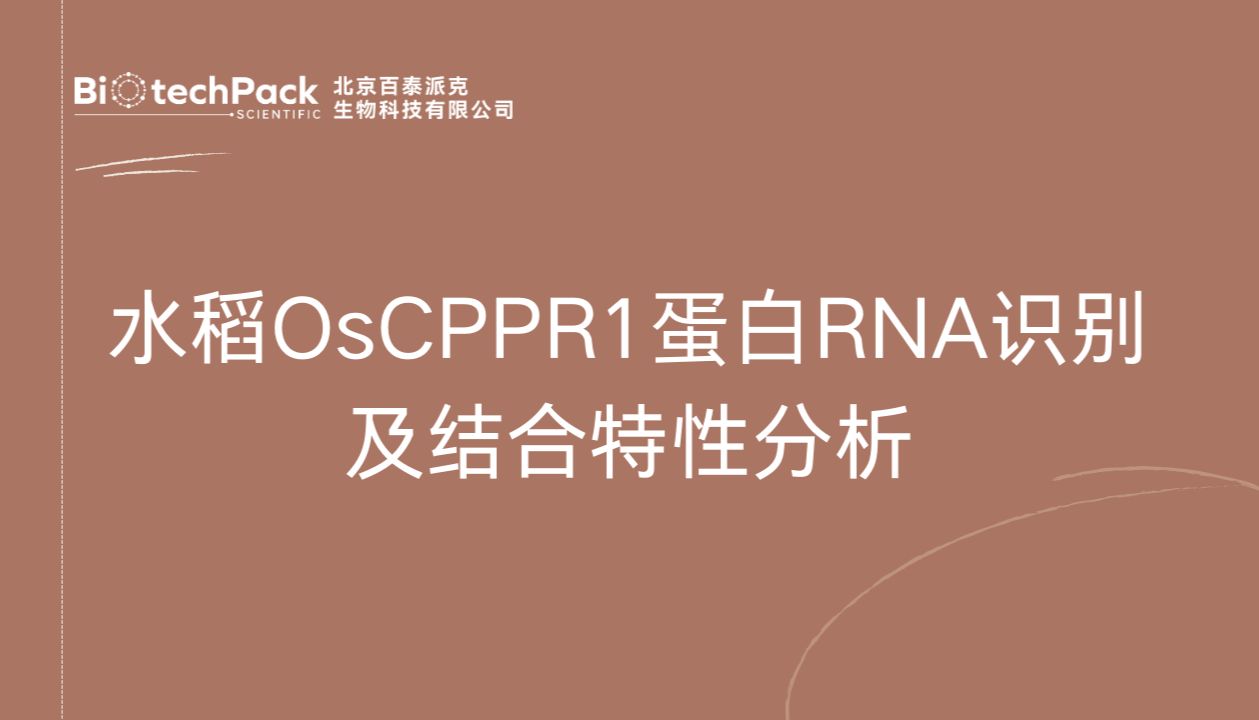 水稻OsCPPR1蛋白RNA识别及结合特性分析