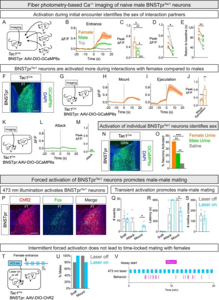 Cell  |  控制性行为发生的关键神经环路