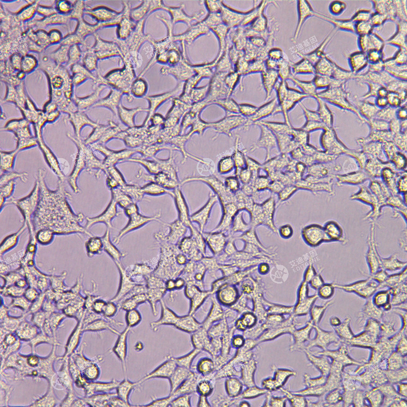 GRM5基因敲除细胞(HEK293)