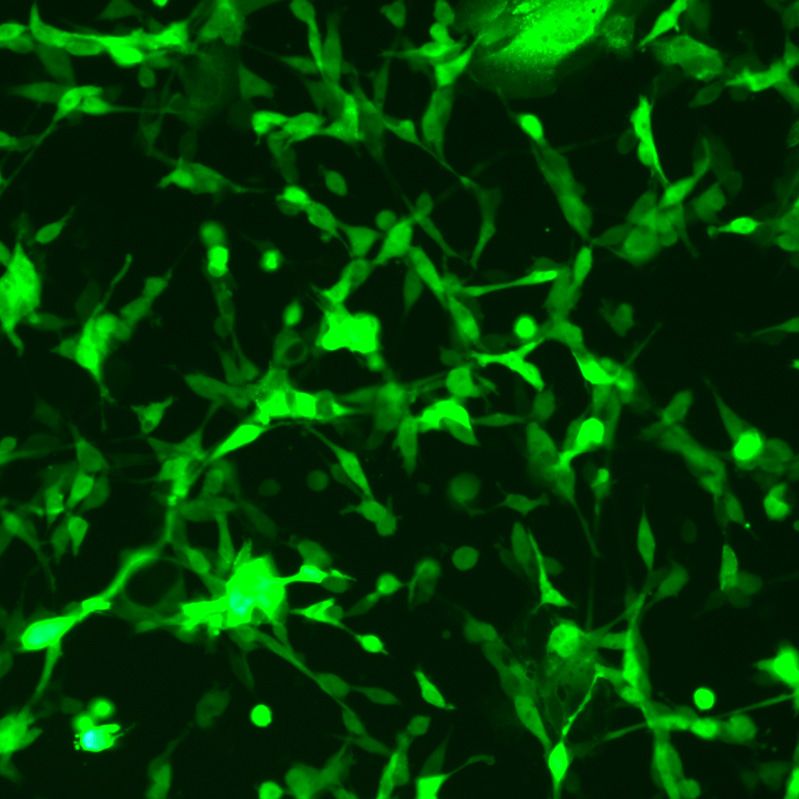 GFP-小鼠结肠癌细胞(ct26.wt)
