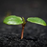 动植物多组学