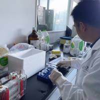 Anaplasma marginale边缘无浆体(无形体)探针法荧光定量PCR试剂盒