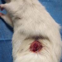 子宫内膜异位动物模型