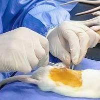 脓毒症动物模型