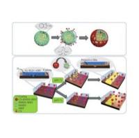 负载MBT的中空介孔二氧化硅微球(HMSN)被壳聚糖CS修饰