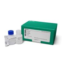 TempliPhi 2000 反应试剂盒