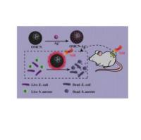 介孔碳纳米球MCN包载银离子Ag+