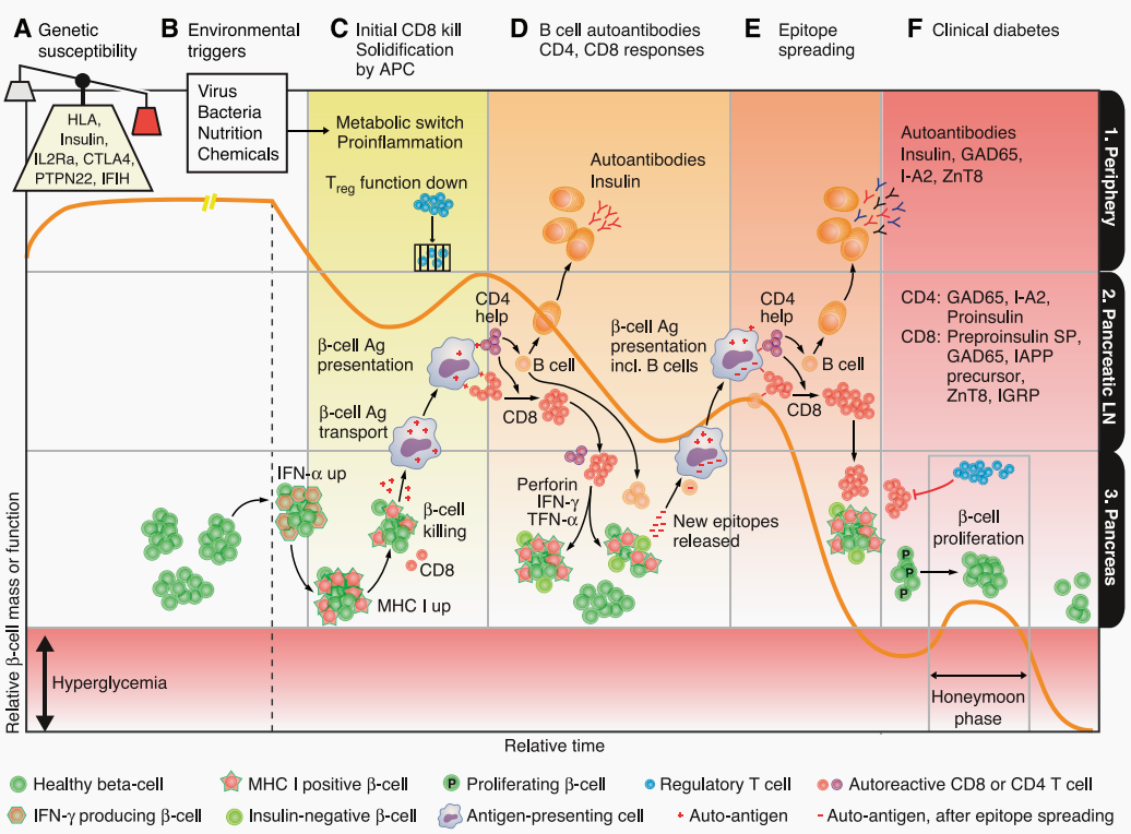 自身免疫疾病简介及人源化靶点介绍