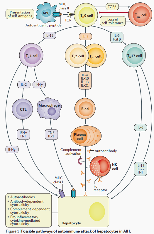 自身免疫疾病简介及人源化靶点介绍