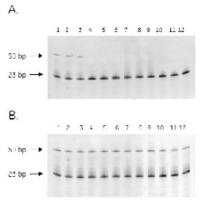 Amersham Hot Start Master Mix