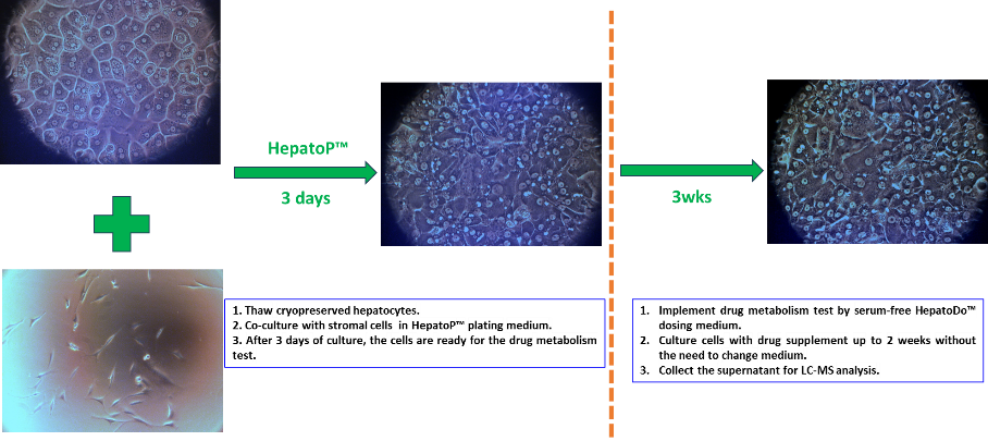 药物非临床体外研究的关键“武器”——原代肝细胞