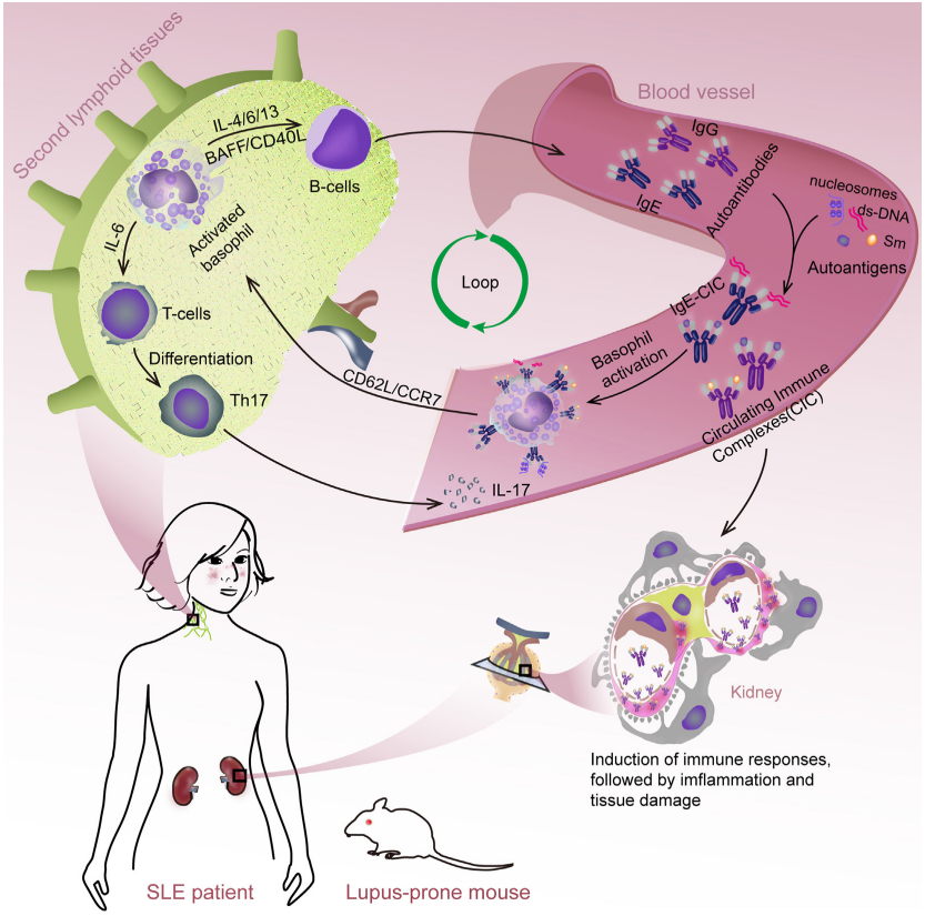 自身免疫疾病简介及人源化靶点介绍