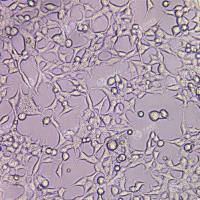 P2RX2基因敲除细胞(HEK293)