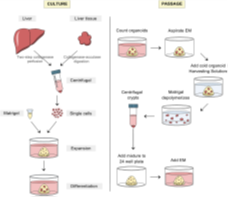 药物非临床体外研究的关键“武器”——原代肝细胞