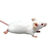 肝郁脾虚小鼠模型