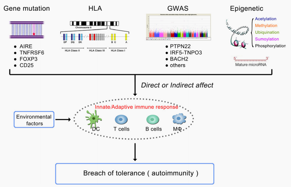 自身免疫疾病简介及人源化靶点介绍