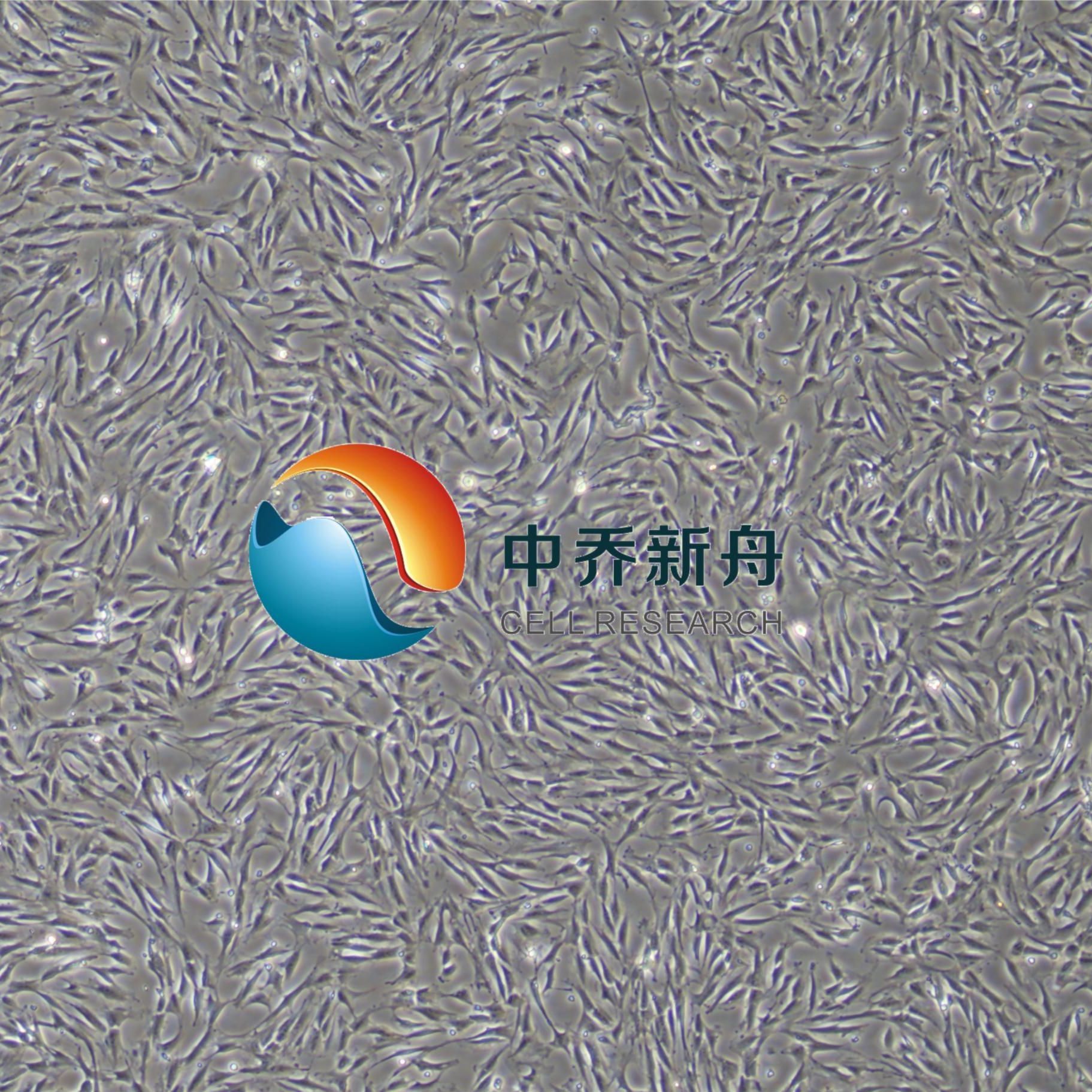 兔主动脉平滑肌细胞