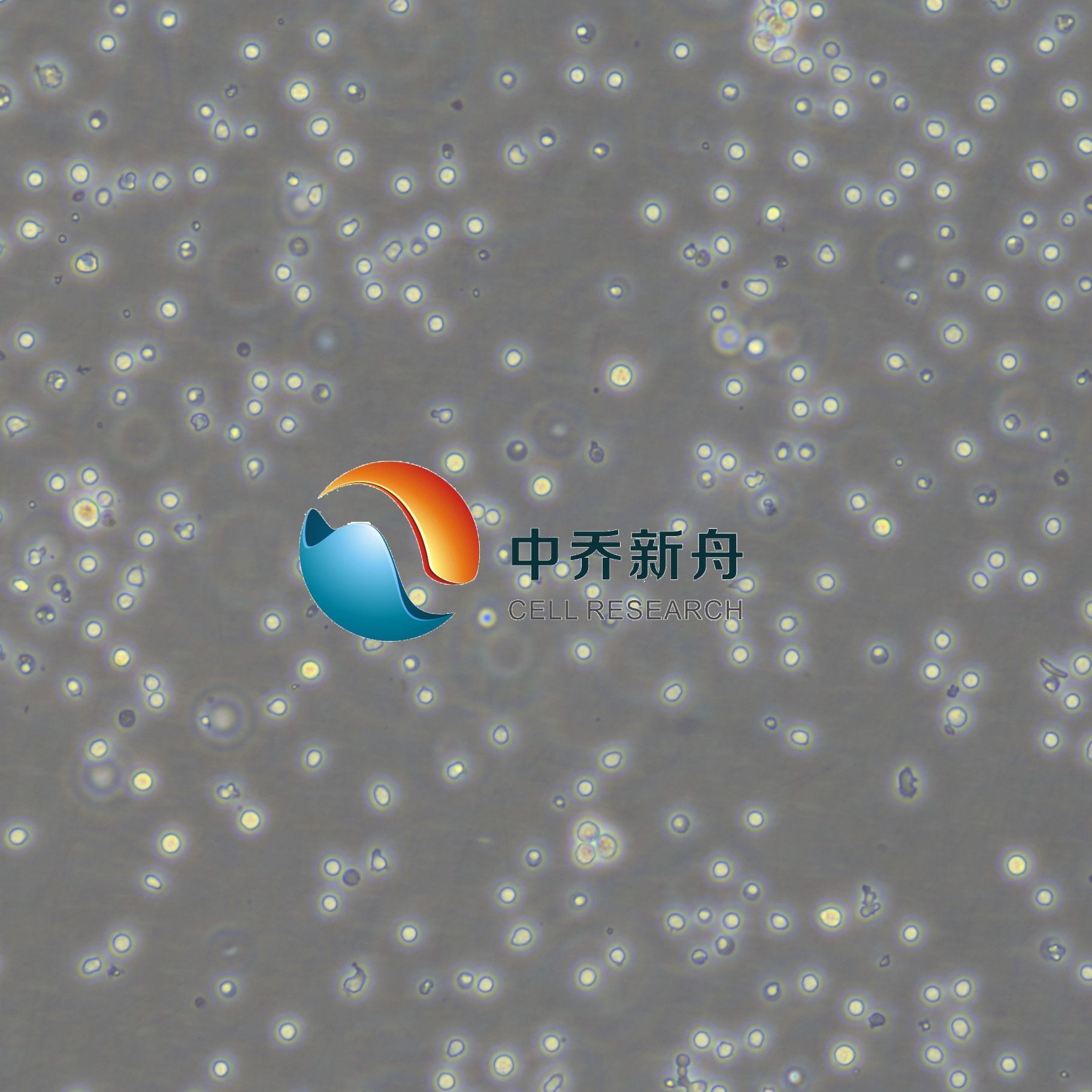 小鼠外周血中性粒细胞