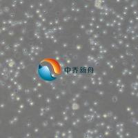 小鼠外周血中性粒细胞