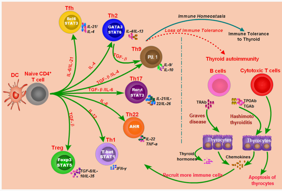 自身免疫疾病简介及人源化靶点介绍
