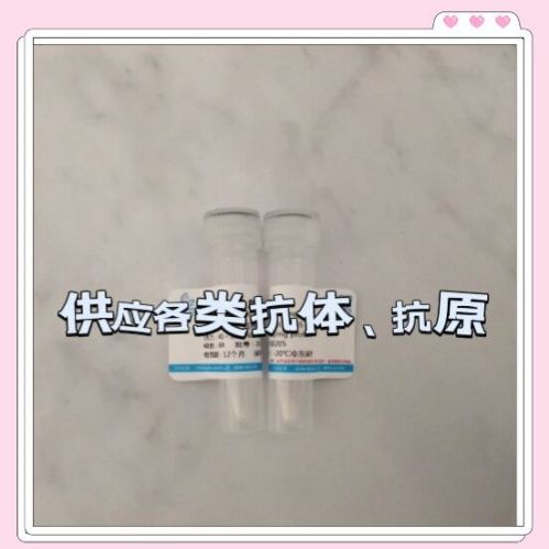 HRP标记的多药耐药相关蛋白2抗体