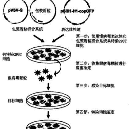 慢病毒载体构建