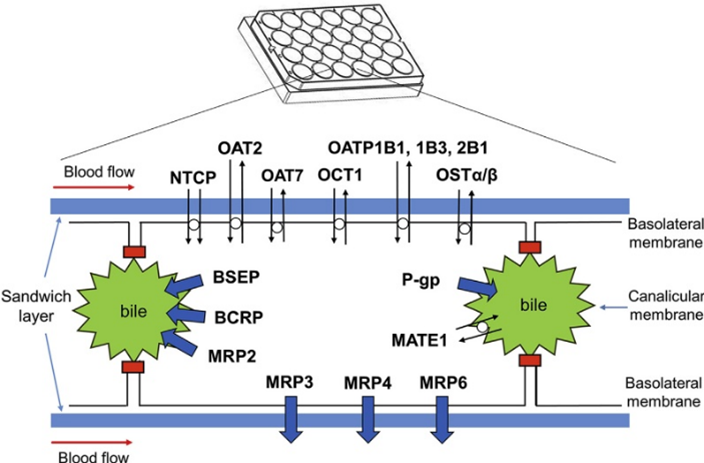 药物非临床体外研究的关键“武器”——原代肝细胞