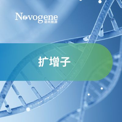 扩增子