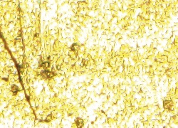 倒置金相显微镜GX53