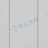 细胞划痕