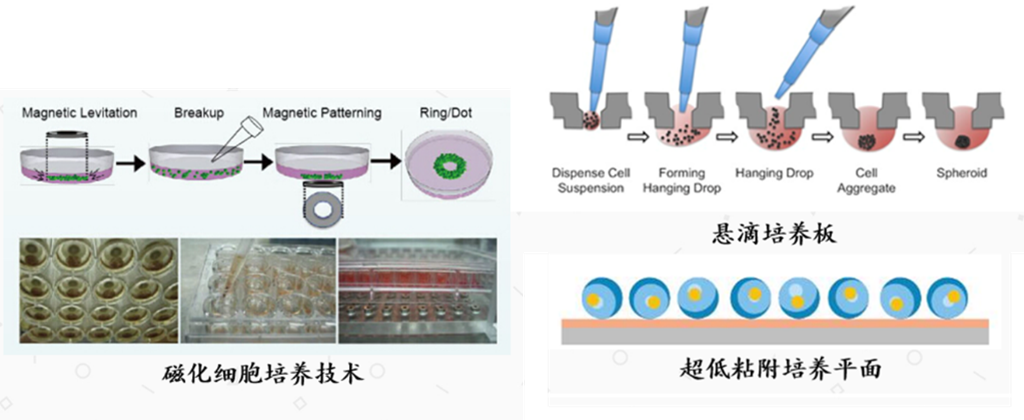 药物非临床体外研究的关键“武器”——原代肝细胞