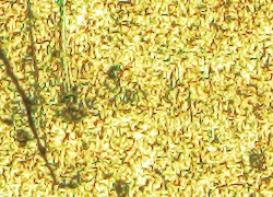 倒置金相显微镜GX53