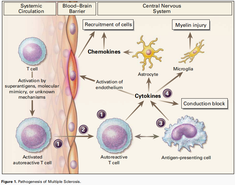 自身免疫疾病简介及人源化靶点介绍