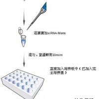 siRNA实验转染